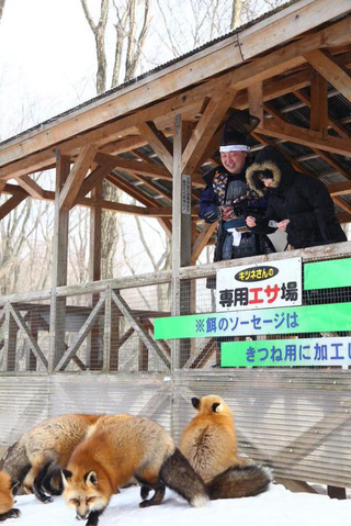 Illustration for article titled You Can Experience Fox Heaven in Japan